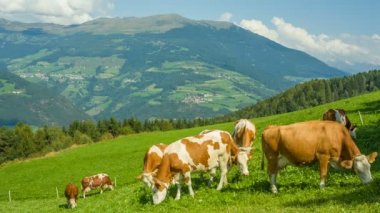 South Tyrol içinde Alp Çayırlığında otlayan inekler