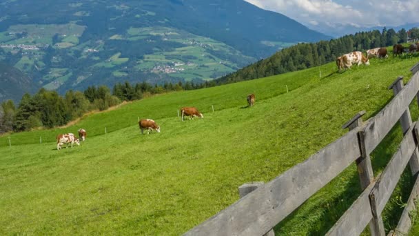 Krávy, pasoucí se v alpské louky v Jižním Tyrolsku — Stock video