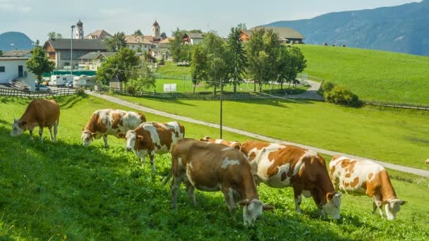 Vacas pastando em prados alpinos no sul do Tirol — Vídeo de Stock