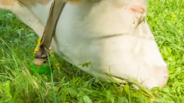 Vacas pastando em prados alpinos no sul do Tirol — Vídeo de Stock