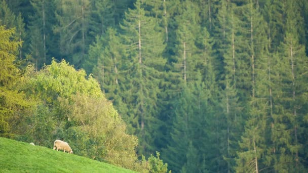 Husdjur betar på Alpina ängar i södra Tyrol — Stockvideo