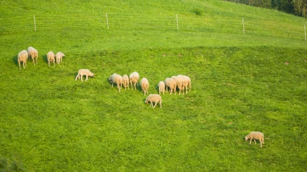 Haustiere grasen auf Almwiesen in Südtirol — Stockvideo