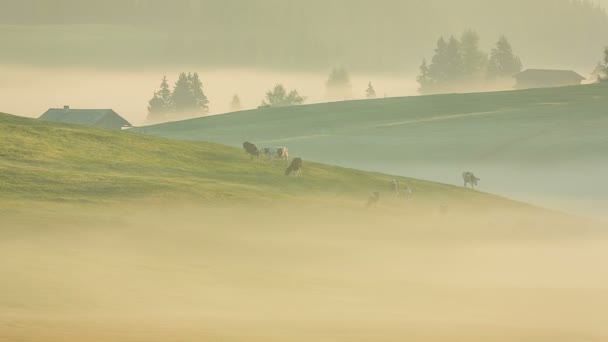 Morgondimma i Alperna ängar — Stockvideo