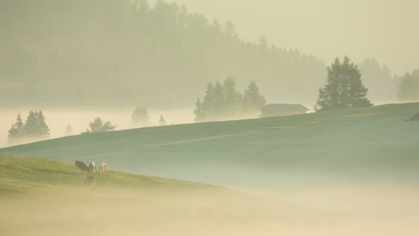 Nebbia mattutina nei prati delle Alpi — Video Stock