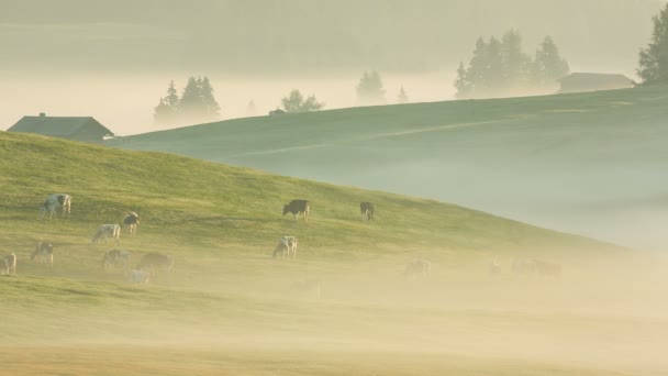 Brouillard matinal dans les prairies des Alpes — Video
