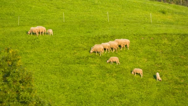 Pets graze on alpine meadows in South Tyrol — Stock Video