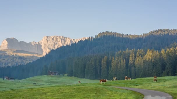 South Tyrol içinde Alp Çayırlığında otlayan inekler — Stok video