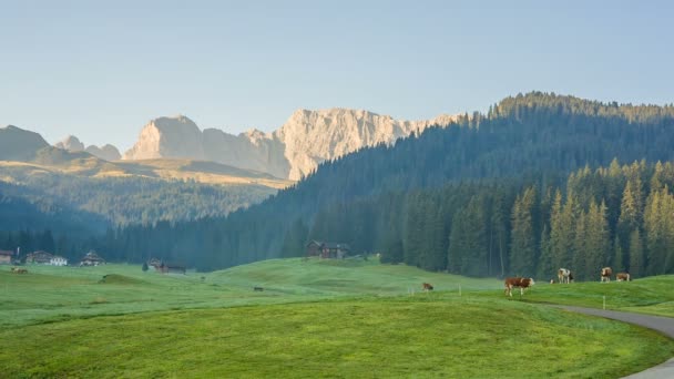 Krowy pasące się na łąkach alpine w południowym Tyrolu — Wideo stockowe