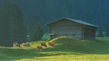 South Tyrol içinde Alp Çayırlığında otlayan inekler