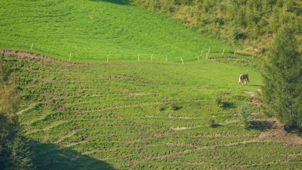 Kedvtelésből tartott állatok legelnek, a Dél-Tirol alpesi rétek — Stock videók