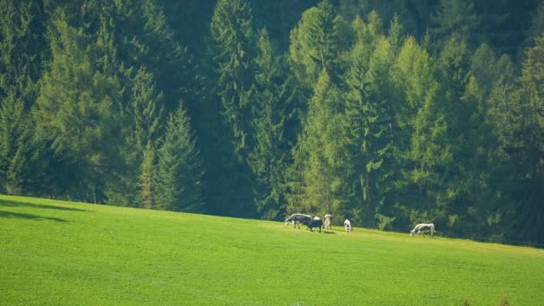 Vaches broutant dans les prairies alpines du Tyrol du Sud — Video