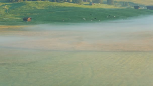 Brouillard matinal dans les prairies des Alpes — Video