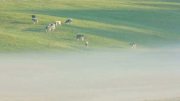 Brouillard matinal dans les prairies des Alpes — Video