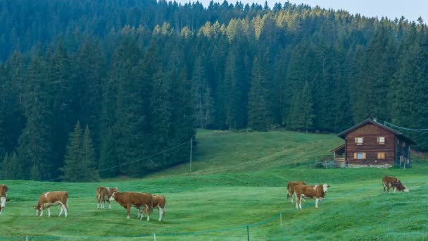 Dél-Tirol alpesi rétek a legelő tehenek — Stock videók