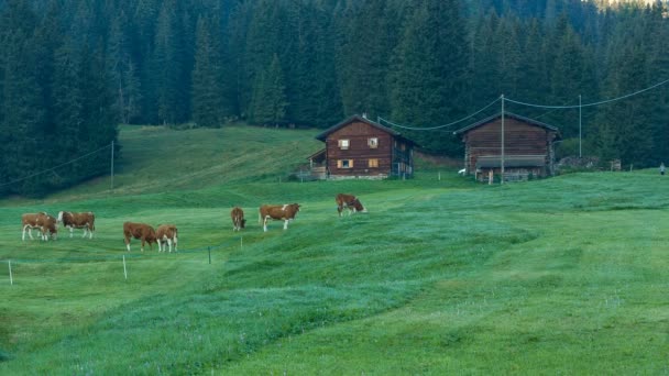 Krowy pasące się na łąkach alpine w południowym Tyrolu — Wideo stockowe