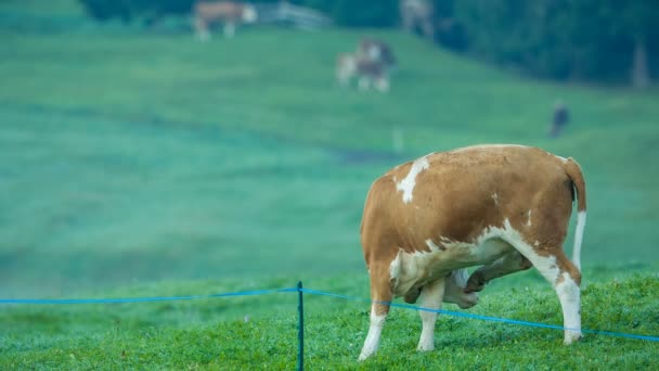 Vacas pastando en prados alpinos en el Tirol del Sur — Vídeos de Stock