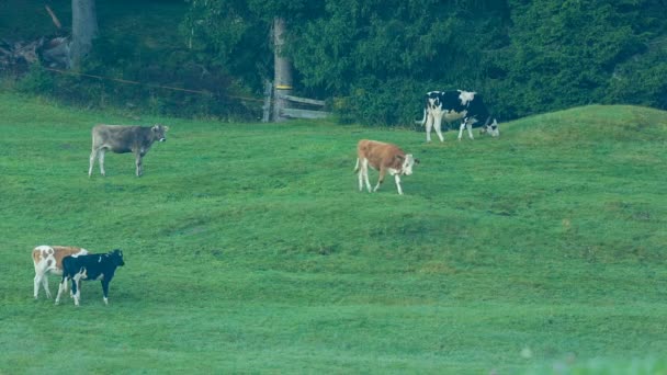 Vacas pastando em prados alpinos no sul do Tirol — Vídeo de Stock