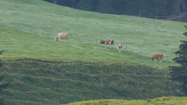 Dél-Tirol alpesi rétek a legelő tehenek — Stock videók