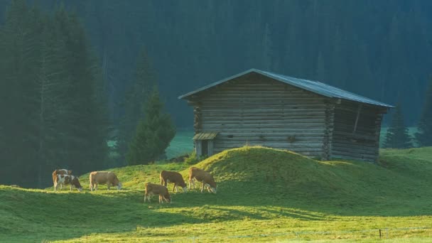 Коровы пасутся на альпийских лугах в Южном Тироле — стоковое видео