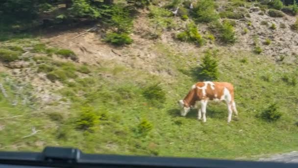 Vacas pastando em prados alpinos no sul do Tirol — Vídeo de Stock