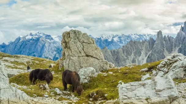 Caballo pastando en un paso de montaña — Vídeos de Stock