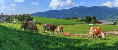 Alpine meadows otlayan inekler