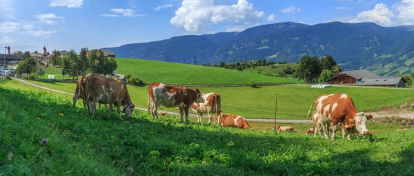 Vacas pastando en prados alpinos — Foto de Stock