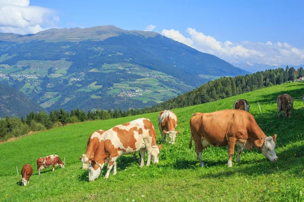 Vacas pastando en prados alpinos — Foto de Stock