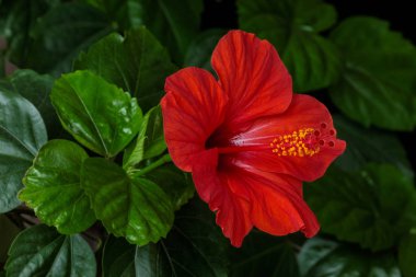 Hibiscus rosa-sinensis