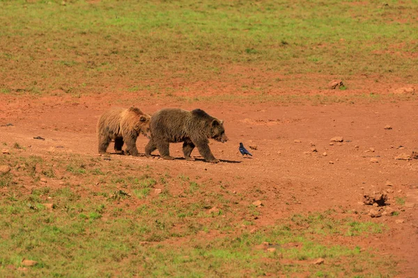 Sol Duc Falls, Olympic National Park, ABD