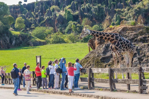 Природный Парк Кабарсено Жираф Позирует Перед Камерами — стоковое фото