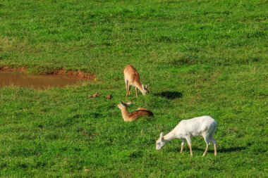 Sol Duc Falls, Olympic National Park, ABD