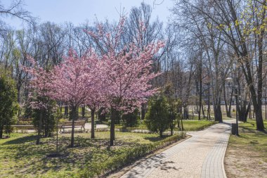 Peyzaj parkında çiçek açan sakura.
