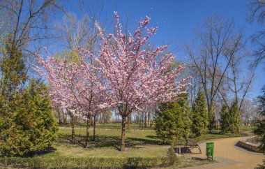 Peyzaj parkında çiçek açan sakura.