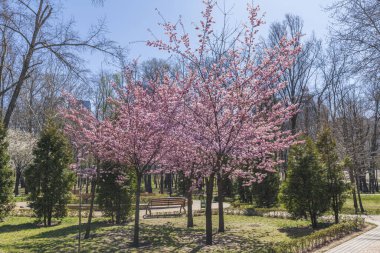 Peyzaj parkında çiçek açan sakura.