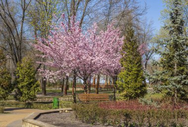 Peyzaj parkında çiçek açan sakura.