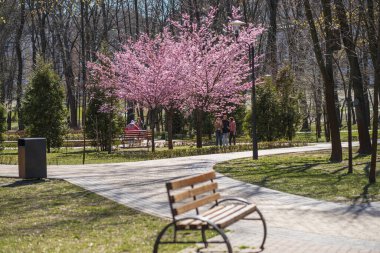 Peyzaj parkında çiçek açan sakura.