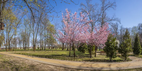 Sakura Floreciente Parque Paisajístico — Foto de Stock