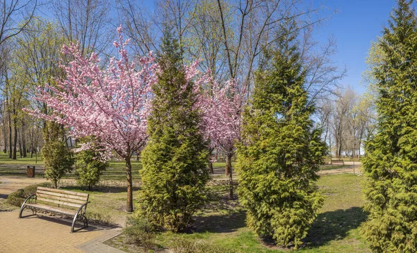 Sakura Florescente Parque Paisagístico — Fotografia de Stock