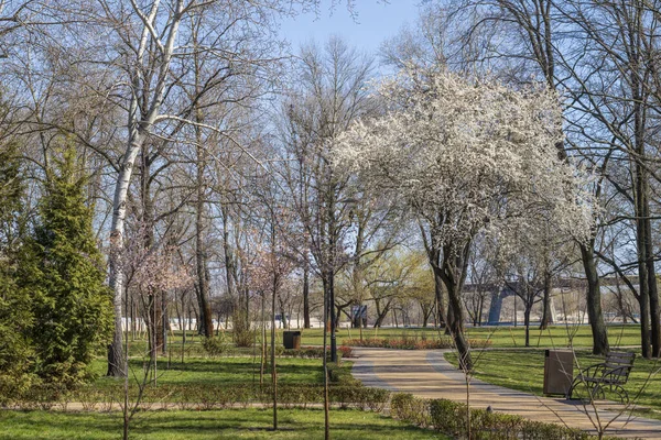Kwitnące Drzewa Parku Krajobrazowym Wczesną Wiosną — Zdjęcie stockowe