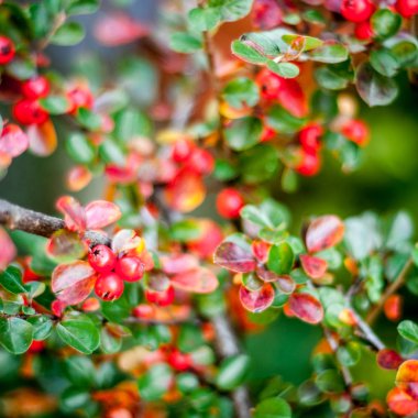 Dalları üzerinde kırmızı meyveler 