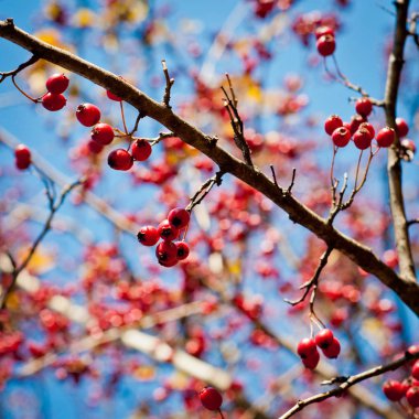 dal üzerinde kırmızı meyveler 