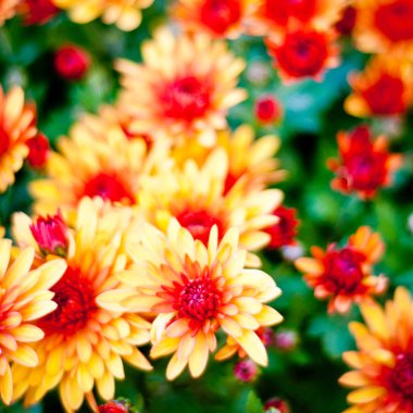 kasımpatı çiçekleri arka plan