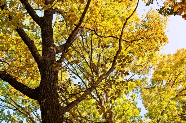 Дерево на осеннем фоне — стоковое фото
