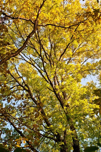 Boom in de herfst achtergrond — Stockfoto