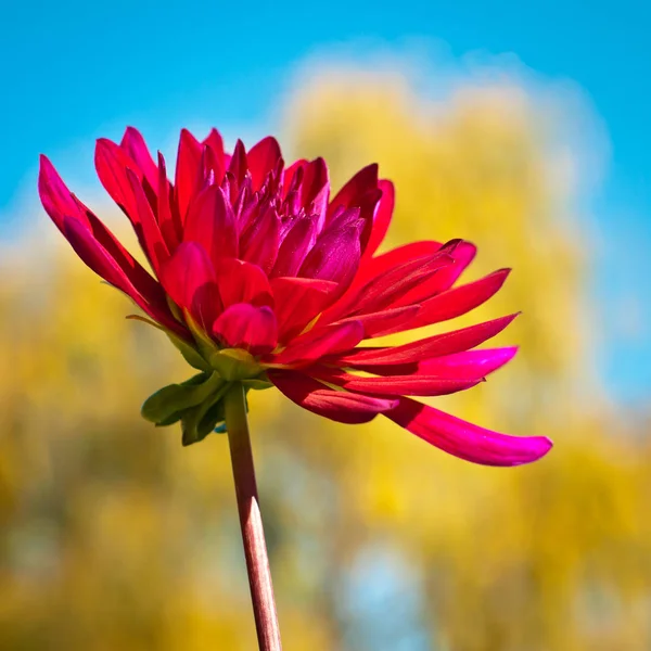 Fundo flor vermelha. Flor de outono — Fotografia de Stock