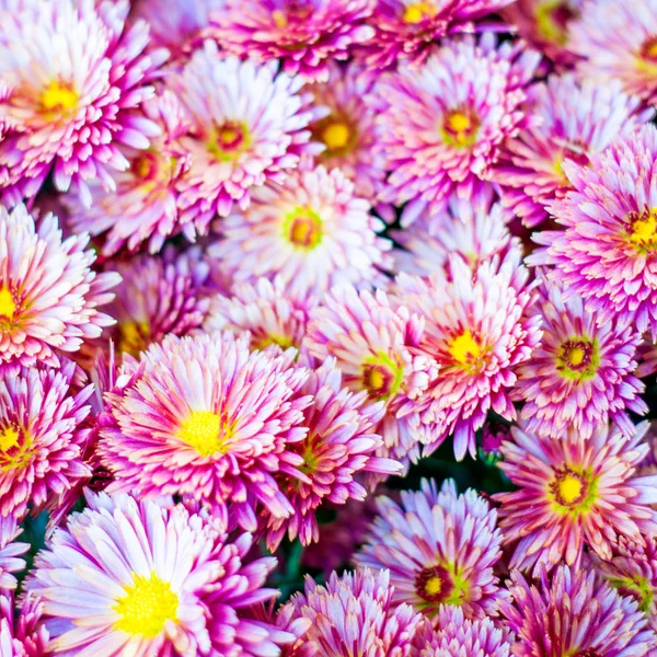 Chrysanthemum flowers background — Stock Photo, Image