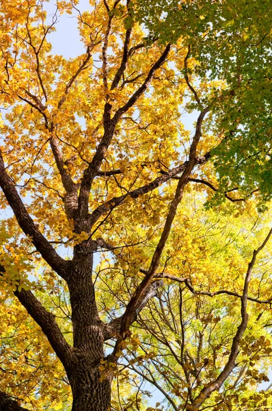 Дерево на осеннем фоне Стоковая Картинка