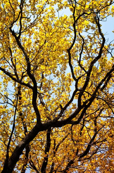 Дерево на осеннем фоне Стоковое Изображение