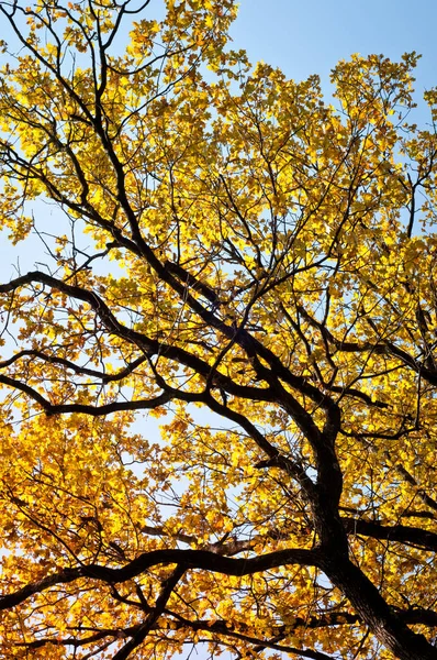 Δέντρο στο παρασκήνιο φθινόπωρο Εικόνα Αρχείου